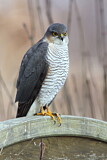 Image. Eurasian Sparrowhawk