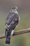 Image. Eurasian Sparrowhawk