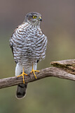Image. Eurasian Sparrowhawk
