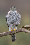 Image. Eurasian Sparrowhawk