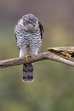 Image. Eurasian Sparrowhawk