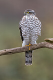 Image. Eurasian Sparrowhawk