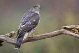 Image. Eurasian Sparrowhawk