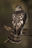 Image. Eurasian Sparrowhawk