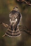 Image. Eurasian Sparrowhawk