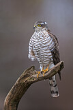 Image. Eurasian Sparrowhawk