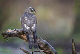 Image. Eurasian Sparrowhawk