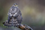 Image. Eurasian Sparrowhawk
