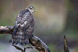 Image. Eurasian Sparrowhawk