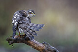 Image. Eurasian Sparrowhawk
