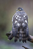 Image. Eurasian Sparrowhawk