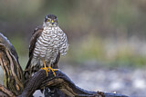 Image. Eurasian Sparrowhawk
