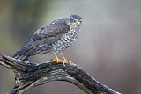 Image. Eurasian Sparrowhawk