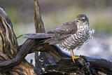 Image. Eurasian Sparrowhawk