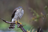 Image. Eurasian Sparrowhawk