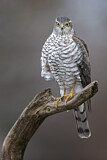 Image. Eurasian Sparrowhawk