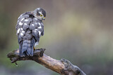 Image. Eurasian Sparrowhawk