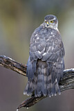 Image. Eurasian Sparrowhawk