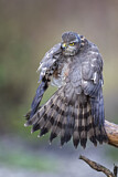 Image. Eurasian Sparrowhawk