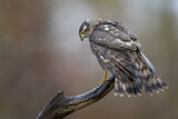 Image. Eurasian Sparrowhawk