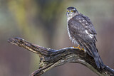 Image. Eurasian Sparrowhawk