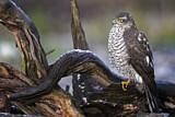Image. Eurasian Sparrowhawk