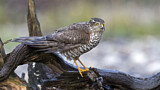 Image. Eurasian Sparrowhawk