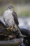 Image. Eurasian Sparrowhawk