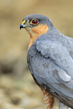 Image. Eurasian Sparrowhawk