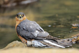 Image. Eurasian Sparrowhawk