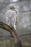Image. Eurasian Sparrowhawk