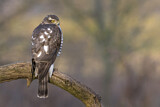 Image. Eurasian Sparrowhawk
