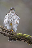 Image. Eurasian Sparrowhawk