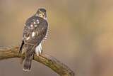 Image. Eurasian Sparrowhawk