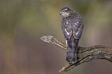 Image. Eurasian Sparrowhawk