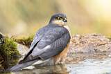 Image. Eurasian Sparrowhawk