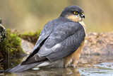 Image. Eurasian Sparrowhawk