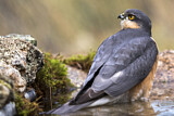 Image. Eurasian Sparrowhawk