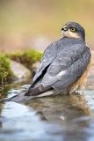 Image. Eurasian Sparrowhawk