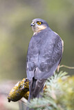 Image. Eurasian Sparrowhawk