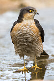 Image. Eurasian Sparrowhawk