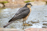 Image. Eurasian Sparrowhawk