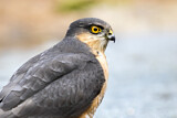 Image. Eurasian Sparrowhawk