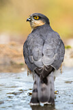 Image. Eurasian Sparrowhawk