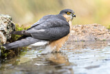 Image. Eurasian Sparrowhawk