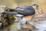 Image. Eurasian Sparrowhawk