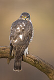 Image. Eurasian Sparrowhawk