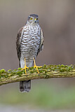 Image. Eurasian Sparrowhawk