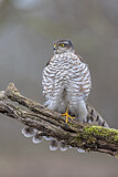 Image. Eurasian Sparrowhawk