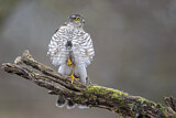 Image. Eurasian Sparrowhawk
